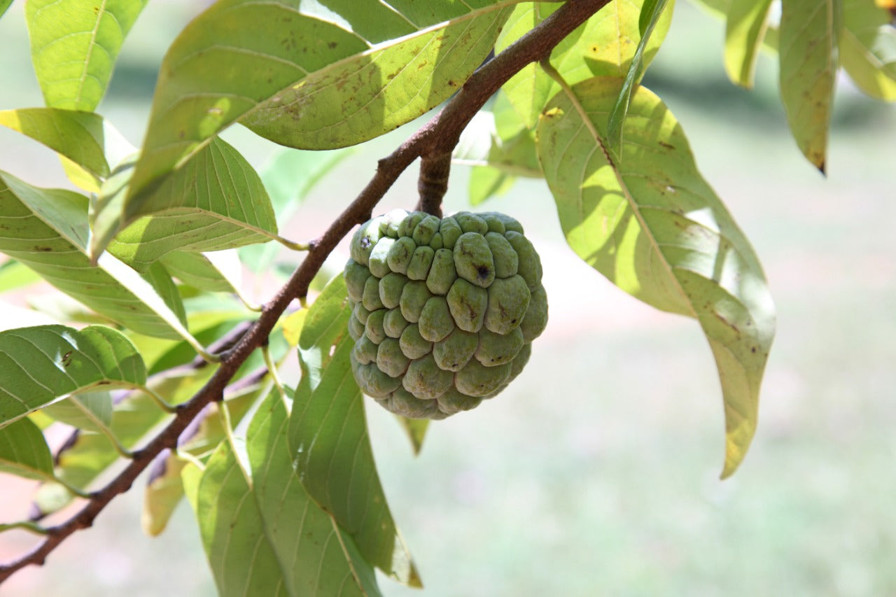 Amazing Custard Apple Benefits For Women – Saturn by GHC