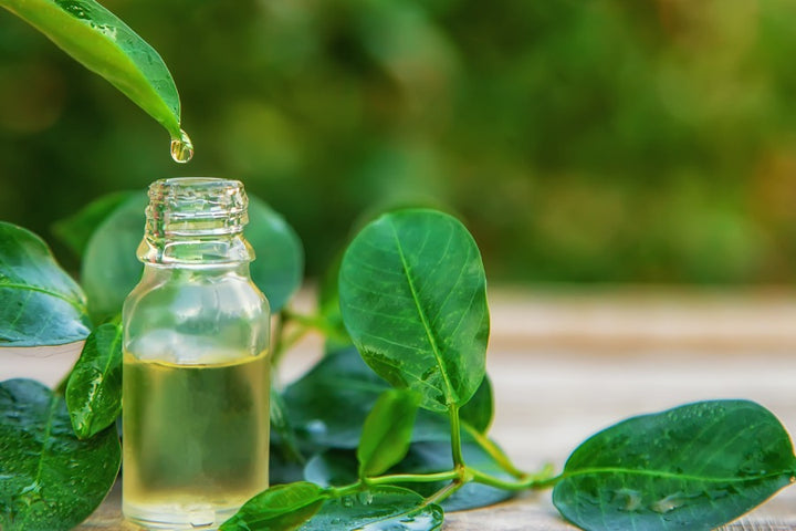 tea tree oil to treat oily and greasy hair and scalp